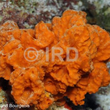 Acanthella pulcherrima - Tuamotu - Fakarava