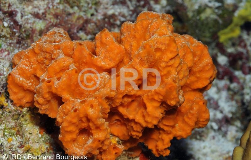 Acanthella pulcherrima - Tuamotu - Fakarava