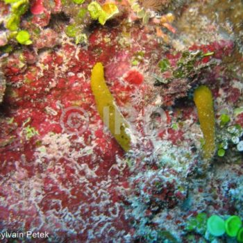 Acanthodendrilla sp - (4923) - Tuamotu - Rangiroa