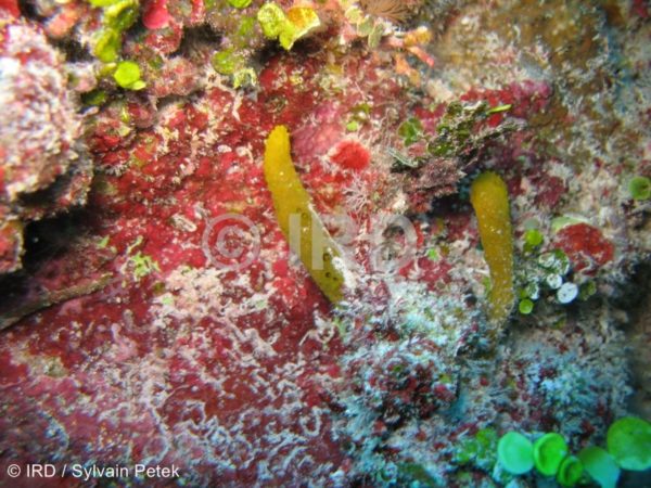 Acanthodendrilla sp - (4923) - Tuamotu - Rangiroa