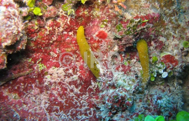 Acanthodendrilla sp - (4923) - Tuamotu - Rangiroa