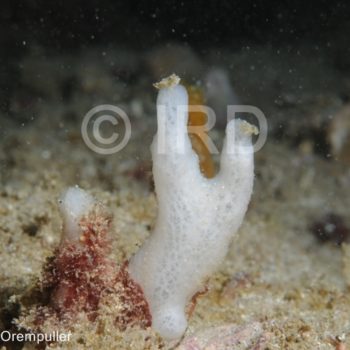 Siphonodictyon sp - (331) - Marquises - Ua Pou