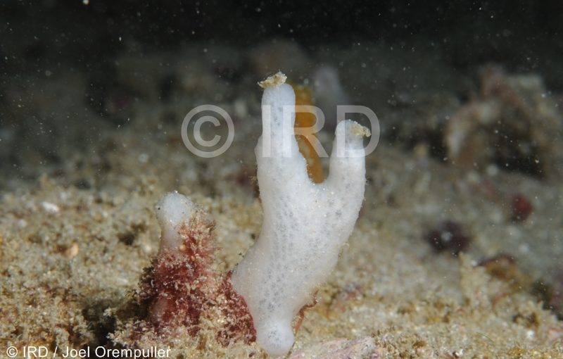 Siphonodictyon sp - (331) - Marquises - Ua Pou