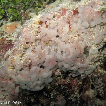 Amorphinopsis sp - (4757) - Tuamotu - Rangiroa