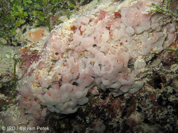 Amorphinopsis sp - (4757) - Tuamotu - Rangiroa