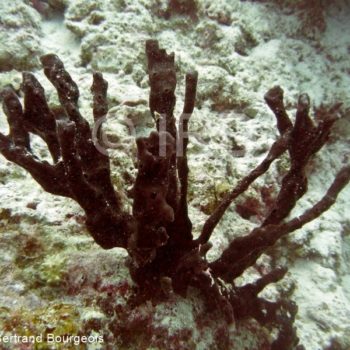 Amphimedon sp - 2641 - Tuamotu - Hao