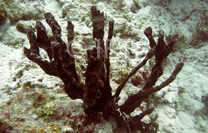 Amphimedon sp - 2641 - Tuamotu - Hao