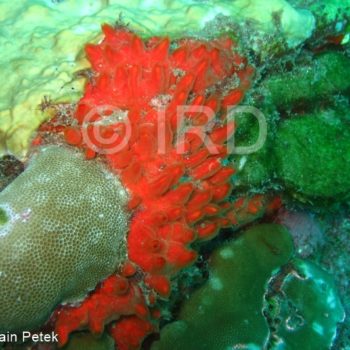 Antho (antho) sp - (4699) - Marquises - Hiva Oa