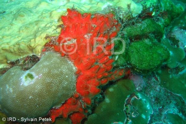 Antho (antho) sp - (4699) - Marquises - Hiva Oa