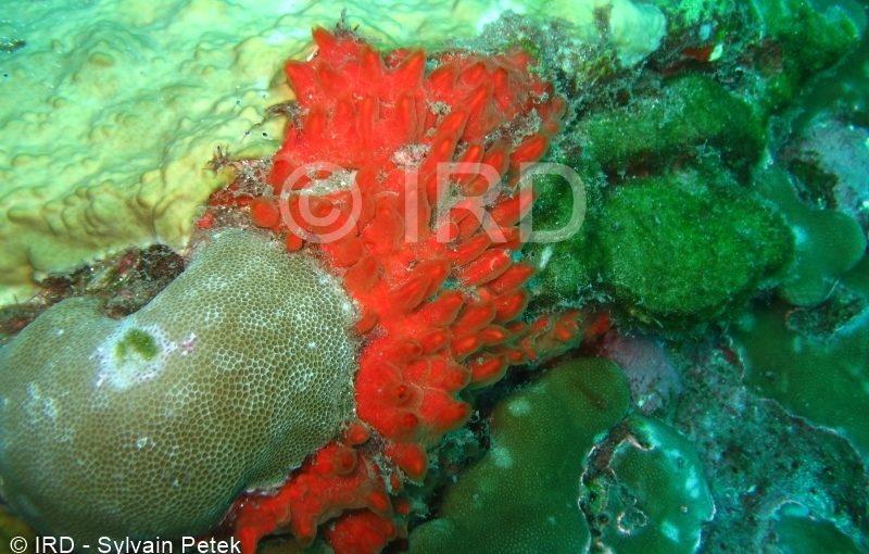 Antho (antho) sp - (4699) - Marquises - Hiva Oa