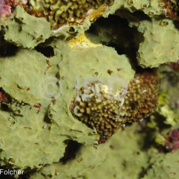 Aplysilla sp - (2034) - Société - Mehetia