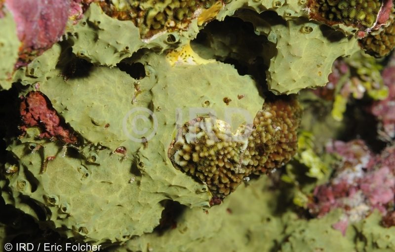 Aplysilla sp - (2034) - Société - Mehetia