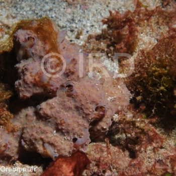 Aplysinella rhax - (2027) - Marquises - Tahuata