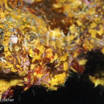 Aplysinella sp - (1719) - Societe - Mehetia