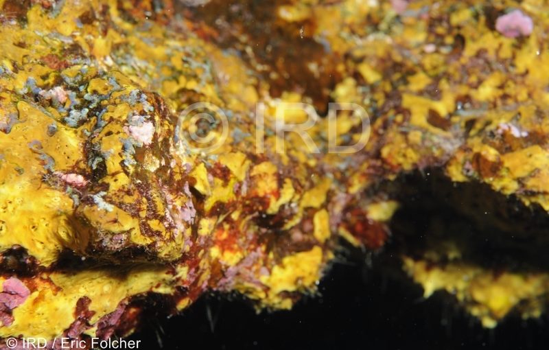 Aplysinella sp - (1719) - Societe - Mehetia