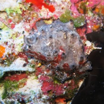 Aplysinopsis sp- (1441) - Tuamotu - Rangiroa