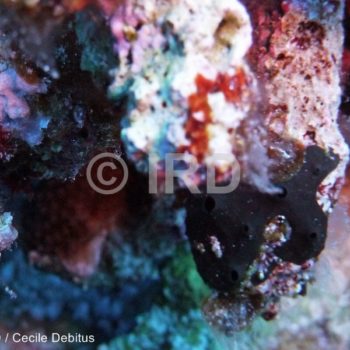 Aplysinopsis sp - (4400) - Gambier