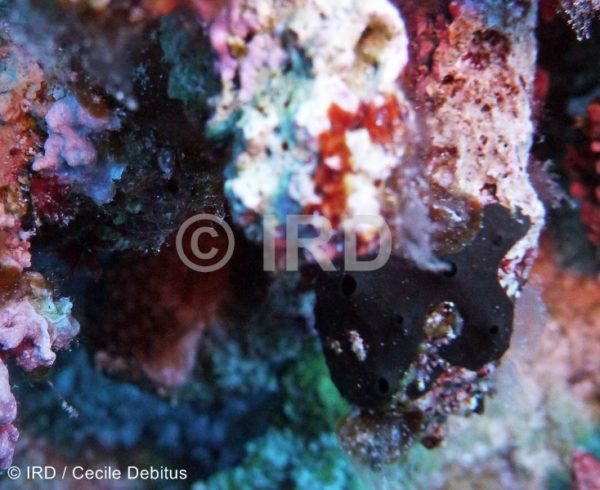 Aplysinopsis sp - (4400) - Gambier