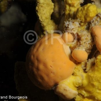 Astrosclera willeyana - (656) - Tuamotu - Takaroa