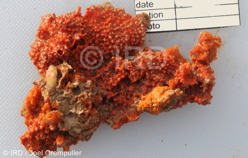 Axinella sp (353) - Société - Raiatea