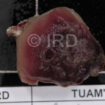 Axinyssa aculeata - Tuamotu - Raroia