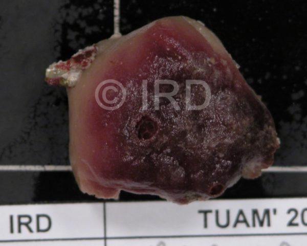 Axinyssa aculeata - Tuamotu - Raroia