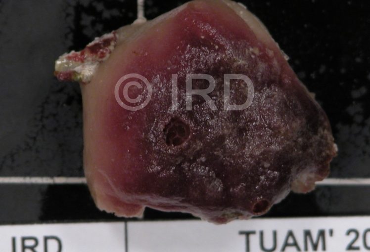 Axinyssa aculeata - Tuamotu - Raroia