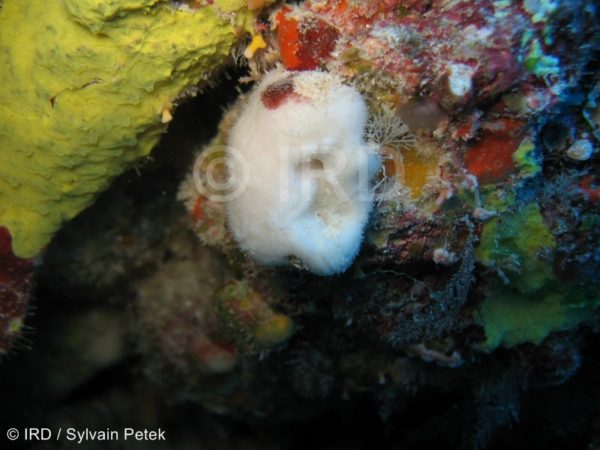 Axinyssa sp - (2632) - Tuamotu - Rangiroa