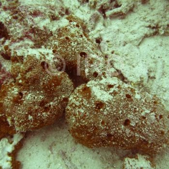 Axinyssa sp - (4849) - Tuamotu - Hao