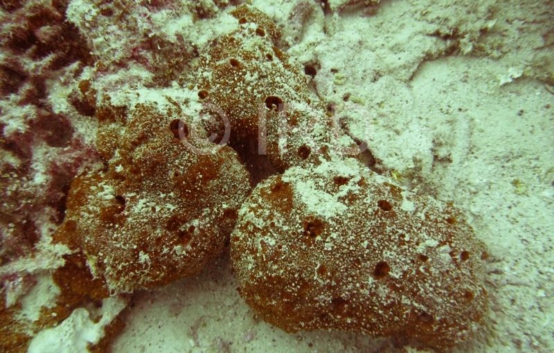 Axinyssa sp - (4849) - Tuamotu - Hao