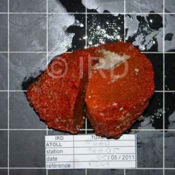 Axinyssa sp - (4849) - Tuamotu - Hao