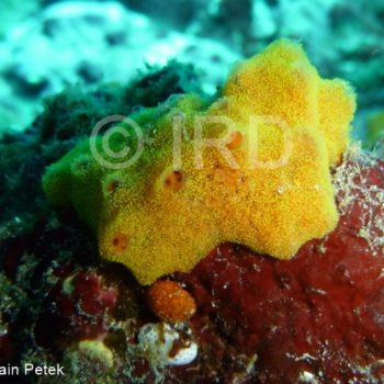 Batzella sp - (2734) - Marquises - Tahuata