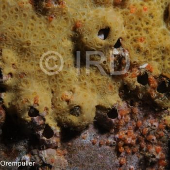 Batzella sp - (2753) - Marquises - Ua Pou