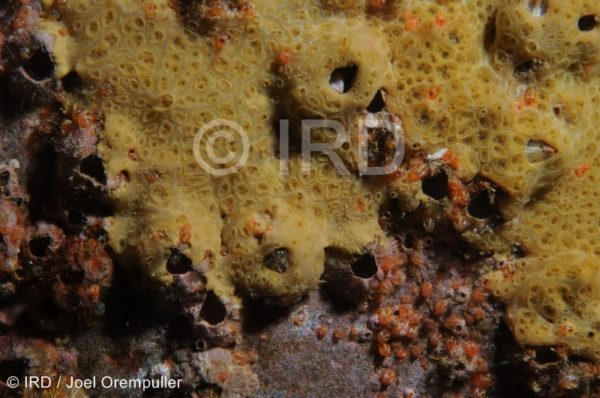 Batzella sp - (2753) - Marquises - Ua Pou