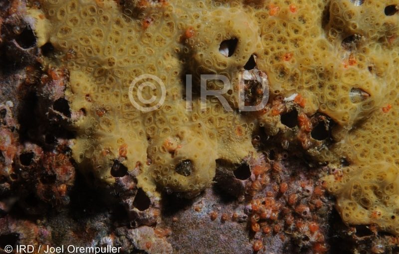 Batzella sp - (2753) - Marquises - Ua Pou