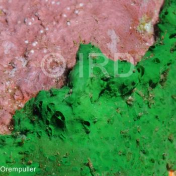 Batzella sp - (4713) - Marquises - Tahuata