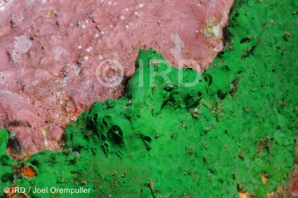 Batzella sp - (4713) - Marquises - Tahuata