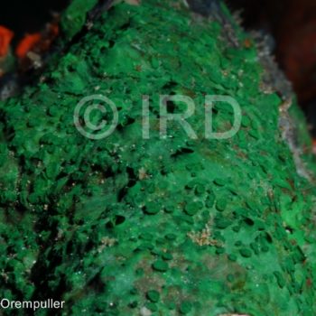 Batzella sp - (4713) - Marquises - Tahuata