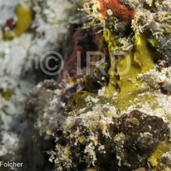 Cacospongia sp - (2110) - Tuamotu - Rangiroa