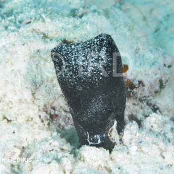 Cacospongia sp - (2334) - Australes - Raivavae