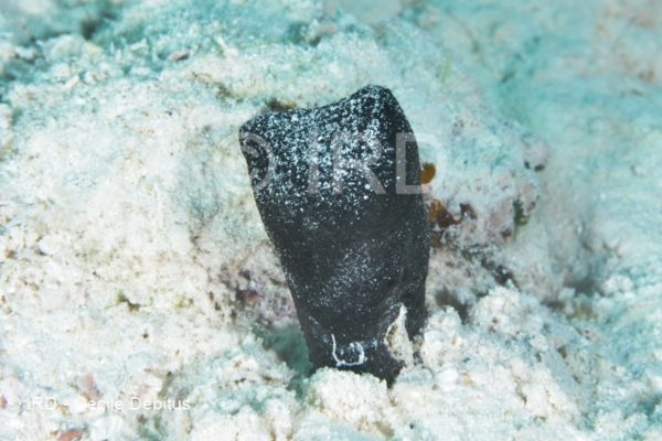 Cacospongia sp - (2334) - Australes - Raivavae