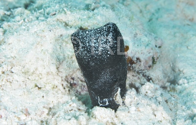 Cacospongia sp - (2334) - Australes - Raivavae