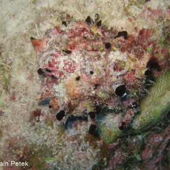 Callyspongia sp - (2708) - Tuamotu - Toau