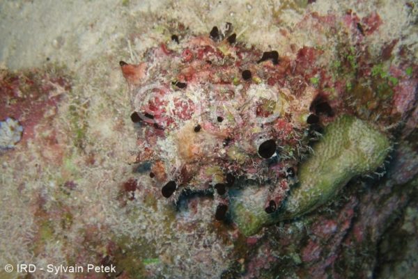 Callyspongia sp - (2708) - Tuamotu - Toau