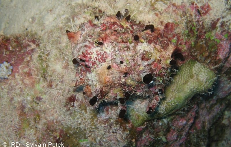 Callyspongia sp - (2708) - Tuamotu - Toau