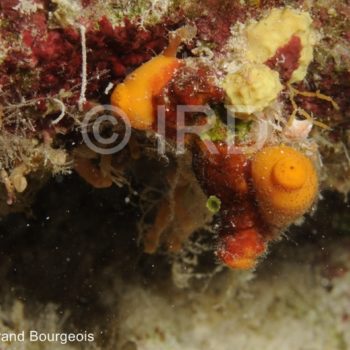 Chalinula sp - (149) - Tuamotu - Fakarava