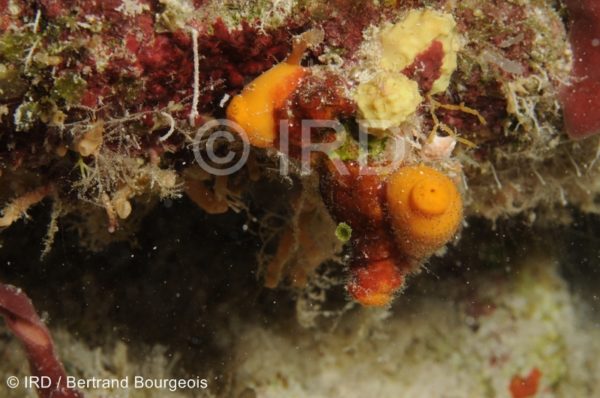 Chalinula sp - (149) - Tuamotu - Fakarava