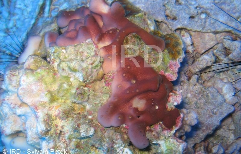 Chalinula sp - (4223) - Australes - Marotiri