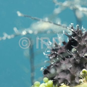 Chelonaplysilla delicata - Tuamotu - Hao