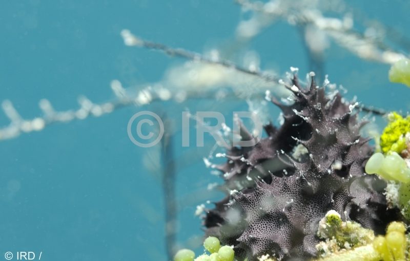 Chelonaplysilla delicata - Tuamotu - Hao